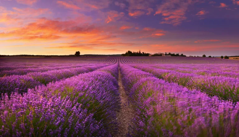 Beneficios de la Lavanda